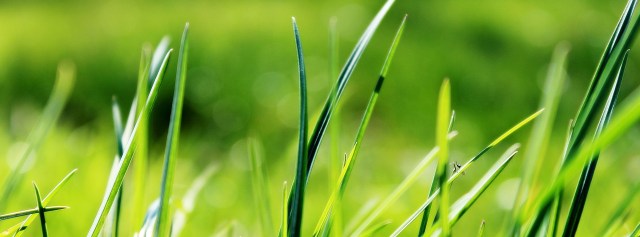 grass-724014_1920